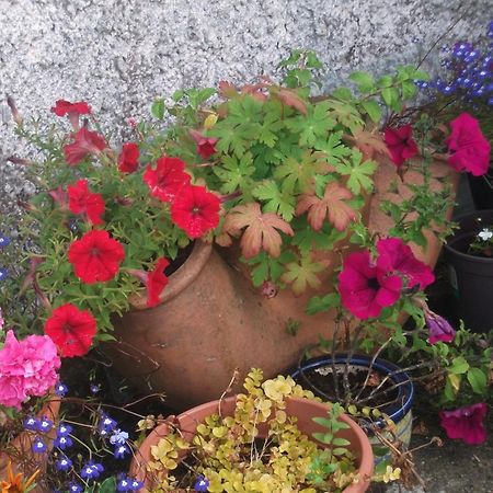 رينفيلي Fuchsia House Bed And Breakfast Connemara المظهر الخارجي الصورة