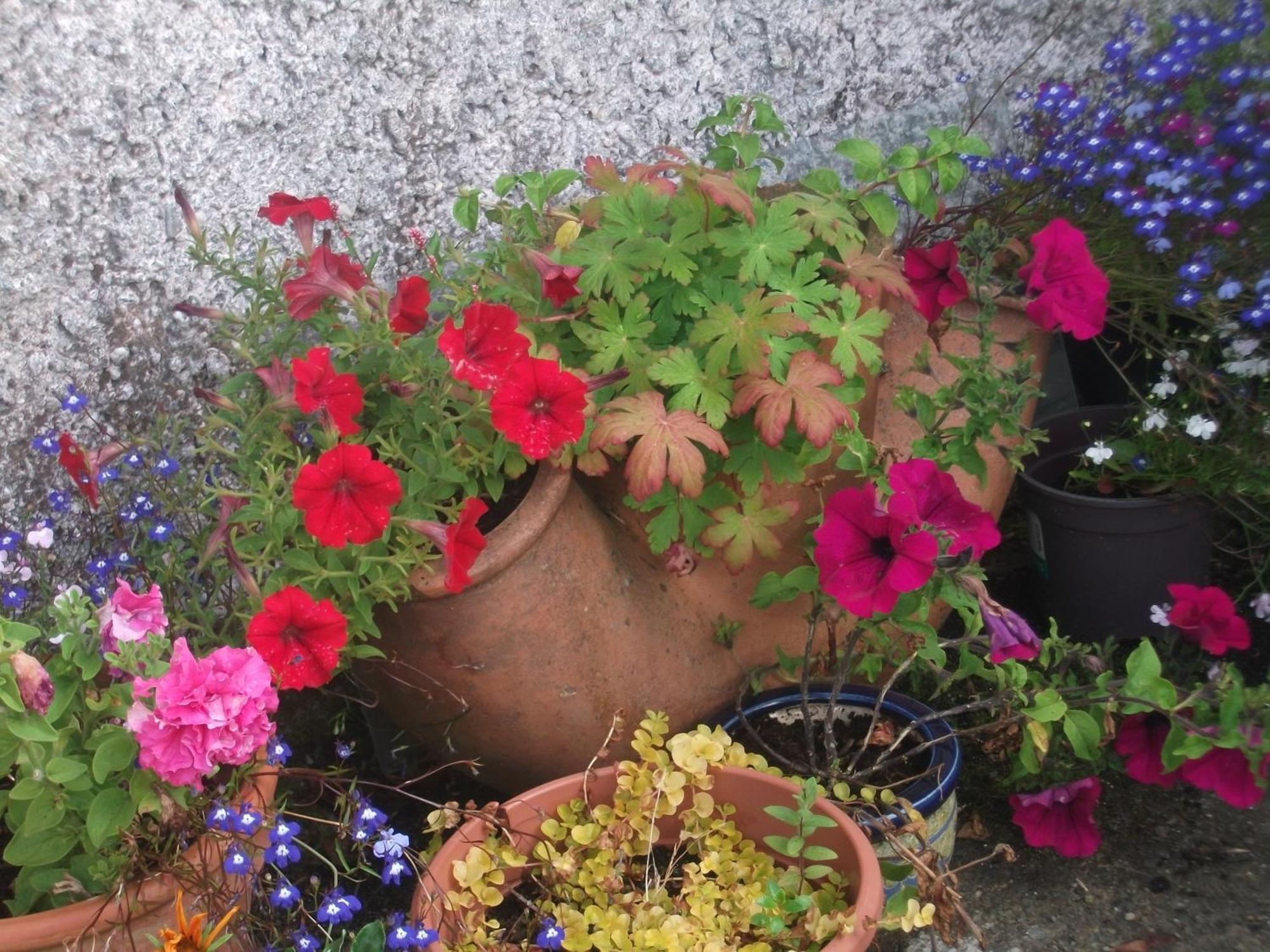 رينفيلي Fuchsia House Bed And Breakfast Connemara المظهر الخارجي الصورة