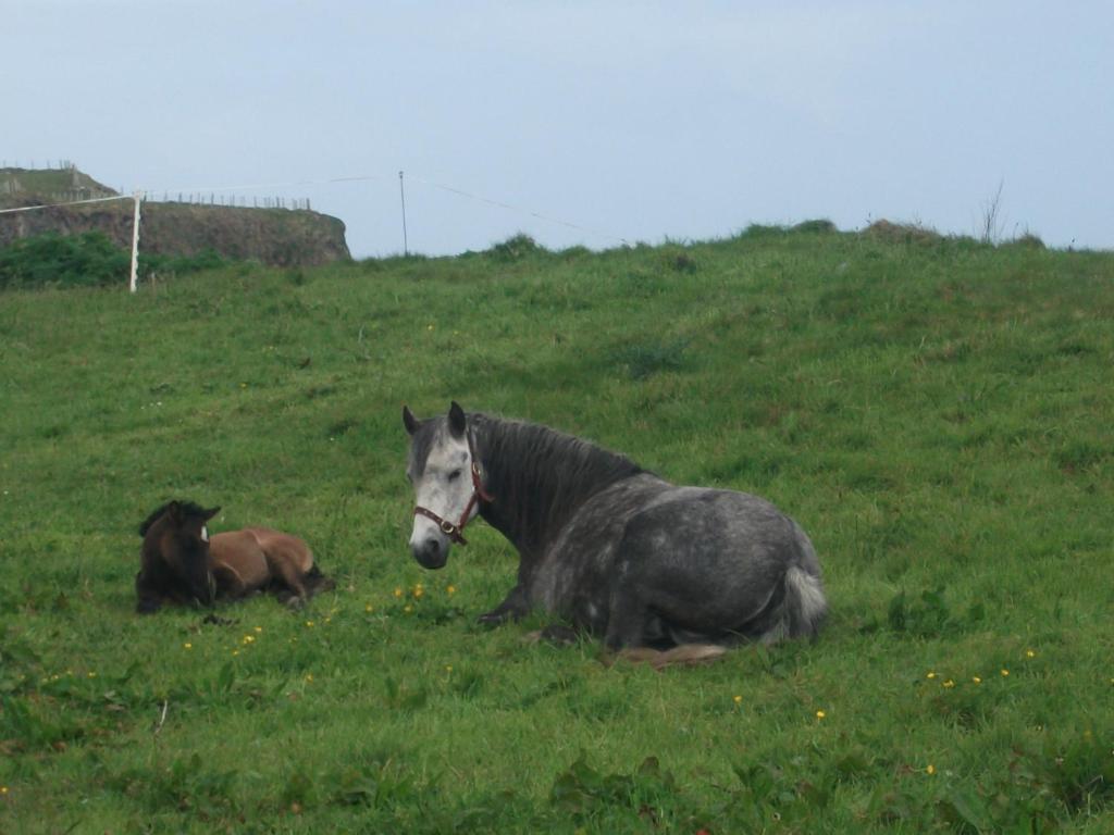 رينفيلي Fuchsia House Bed And Breakfast Connemara المظهر الخارجي الصورة