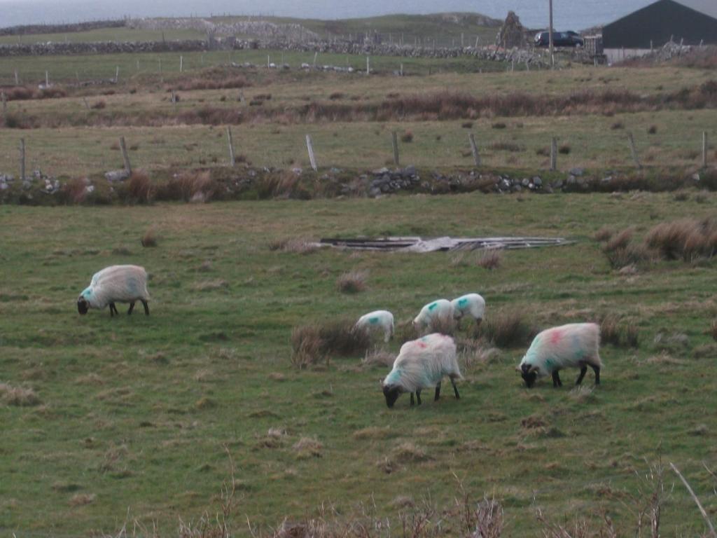 رينفيلي Fuchsia House Bed And Breakfast Connemara المظهر الخارجي الصورة
